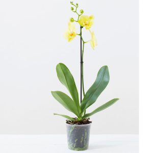 Orquídea Phalaenopsis