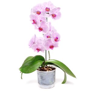 Orquídea Phalaenopsis