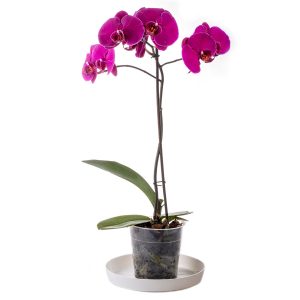 Orquídea Phalaenopsis