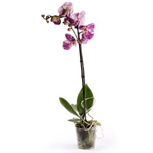 Orquídea Phalaenopsis