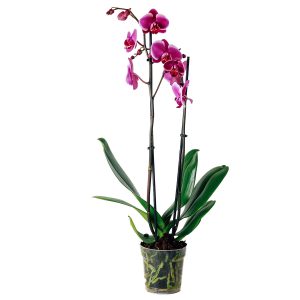 Orquídea Phalaenopsis