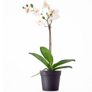 Orquídea Phalaenopsis