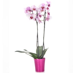 Orquídea Phalaenopsis