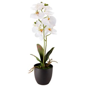 Orquídea Phalaenopsis