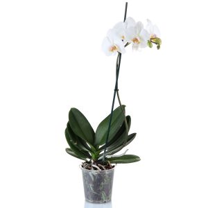 Orquídea Phalaenopsis
