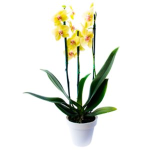 Orquídea Phalaenopsis