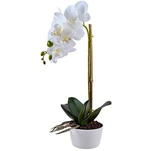 Orquídea Phalaenopsis