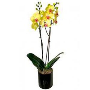 Orquídea Phalaenopsis