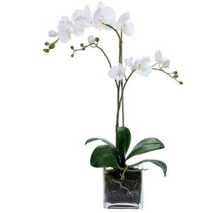 Orquídea Phalaenopsis