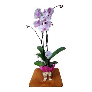 ORQUIDEA DECORADA