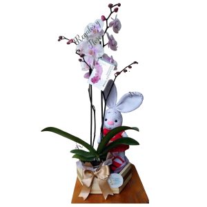 3. Arreglo Con Orquídea Belleza 2